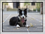 Border collie, Pysk, Jęzor