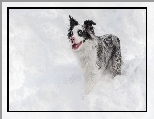 Border collie, Śnieg